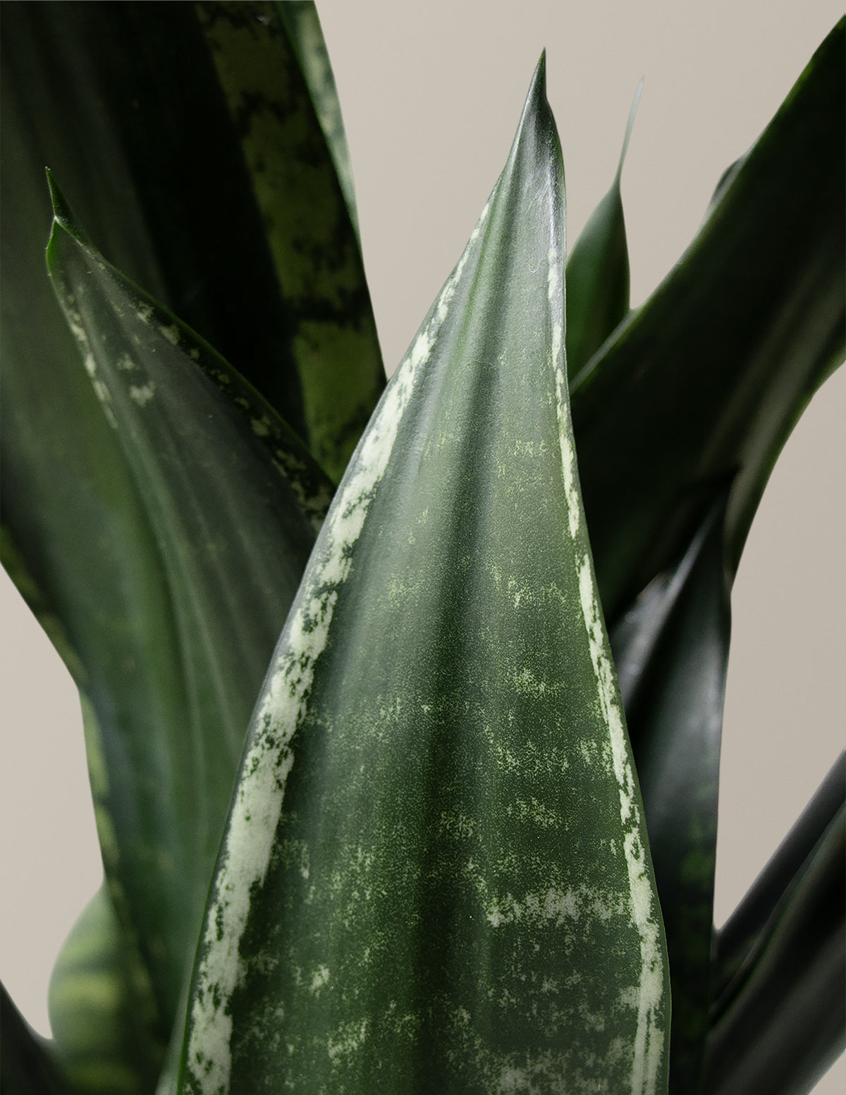 plants of steel snake plant Snake Plant Silver Flame