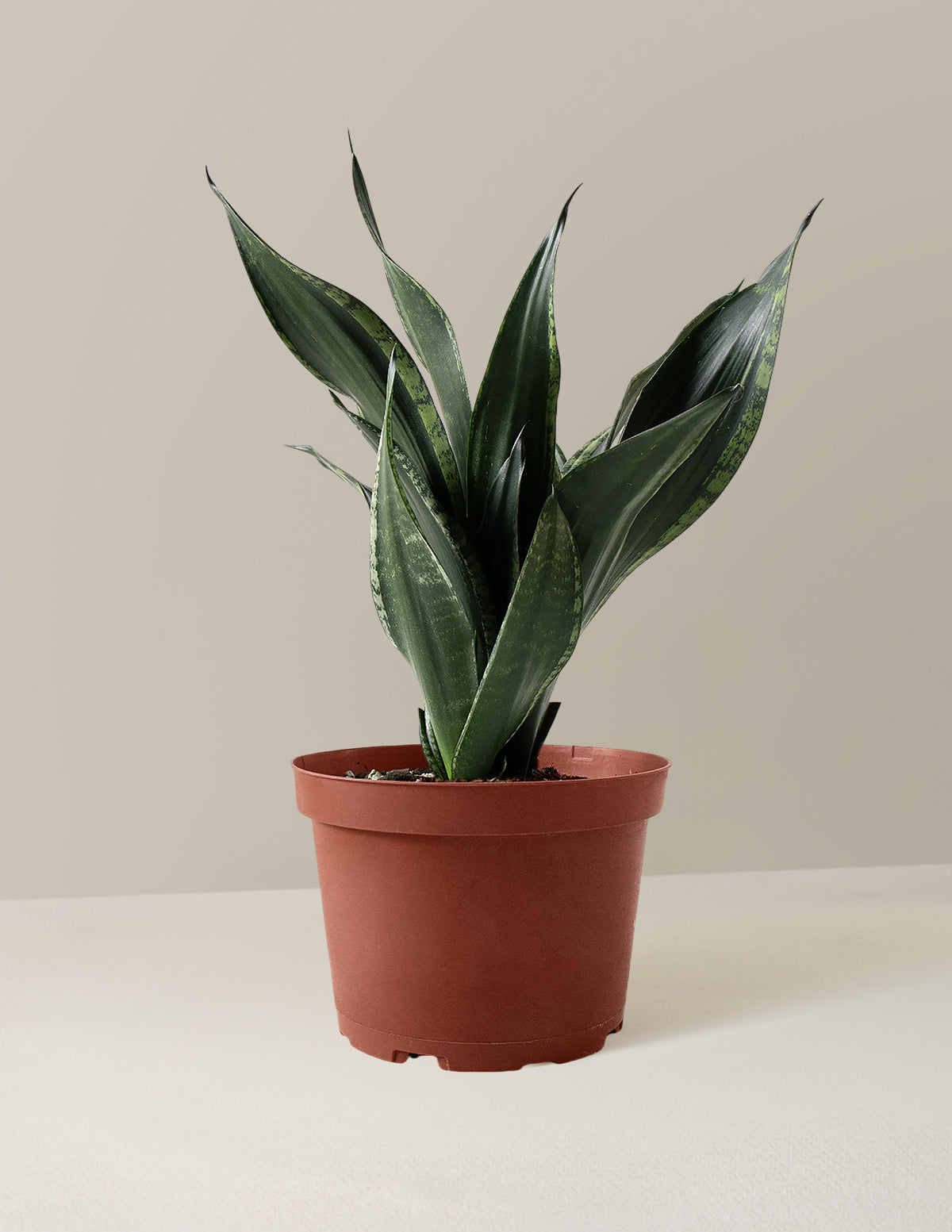 bundle | Medium | Grow Pot