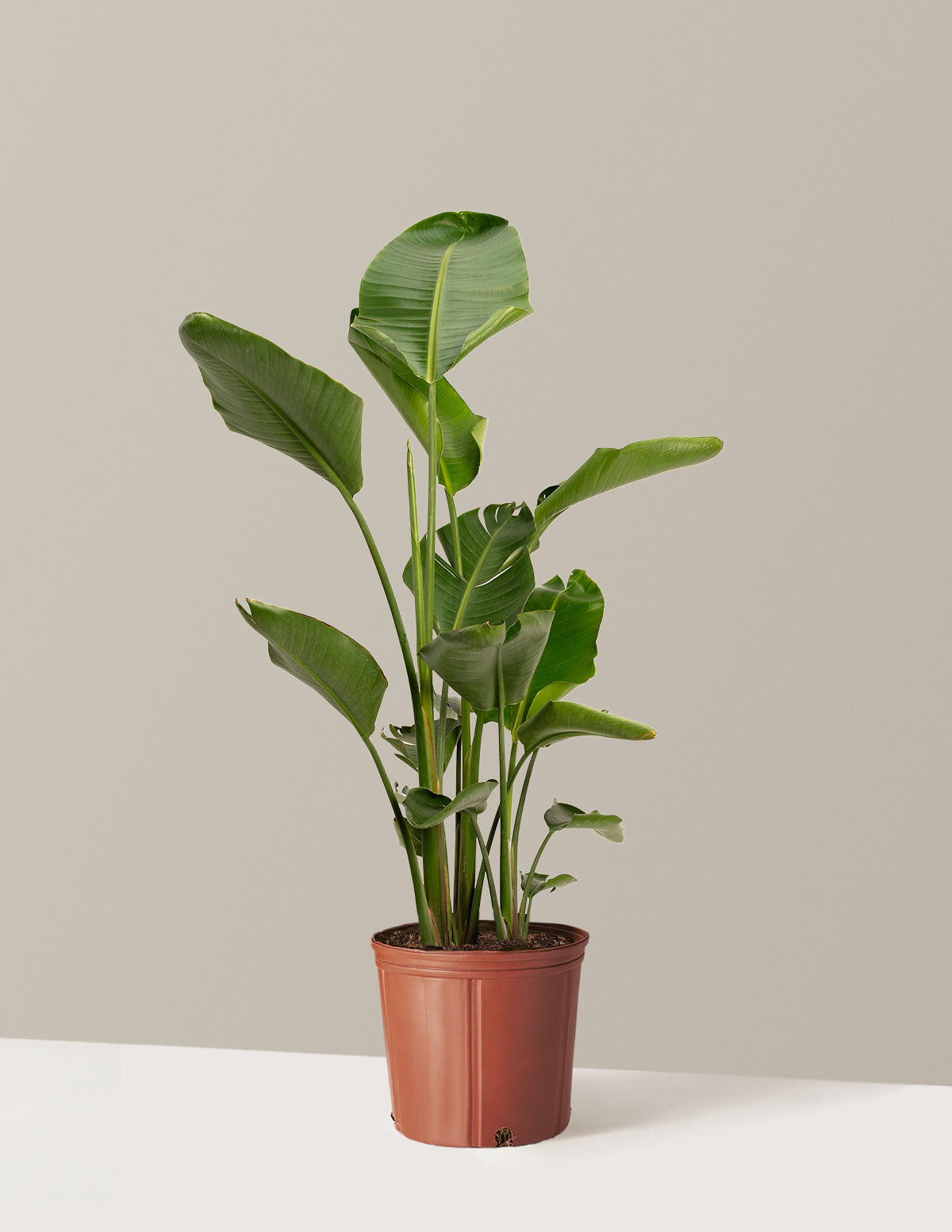 bundle | Giant | Grow Pot