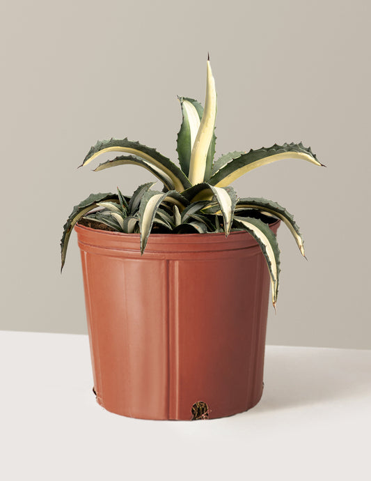 Agave Americana Mediopicta Alba
