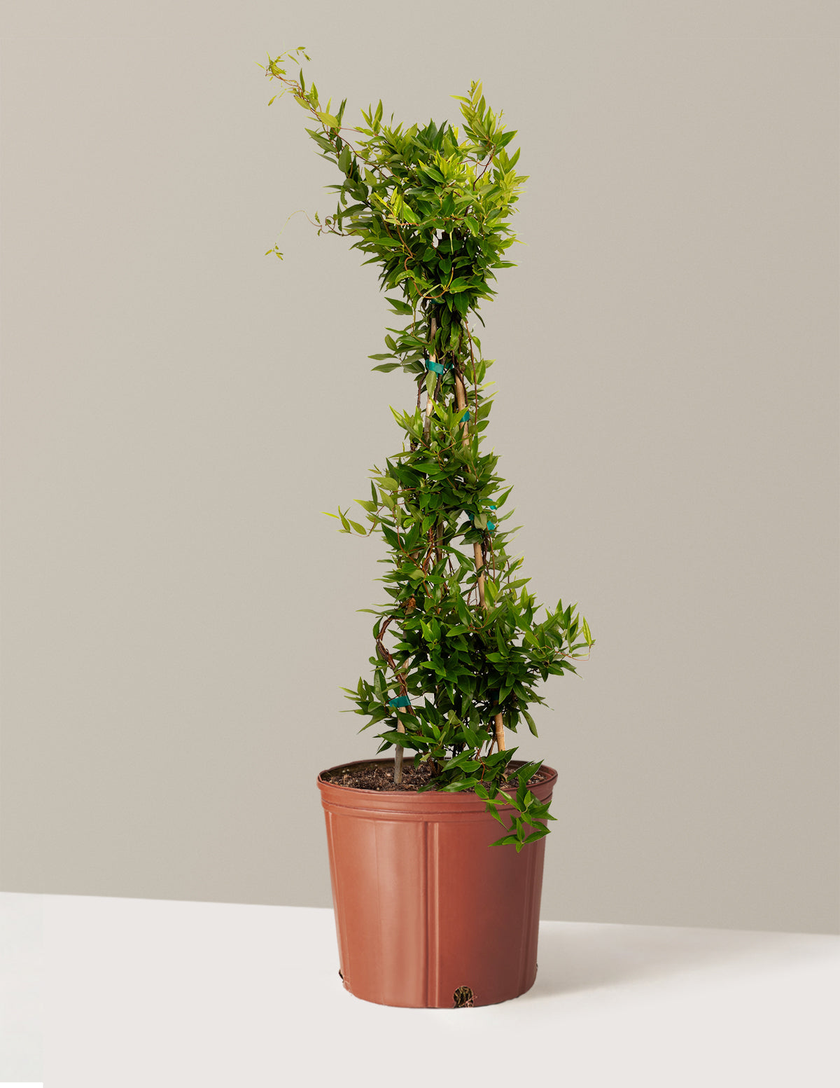Carolina Jasmine