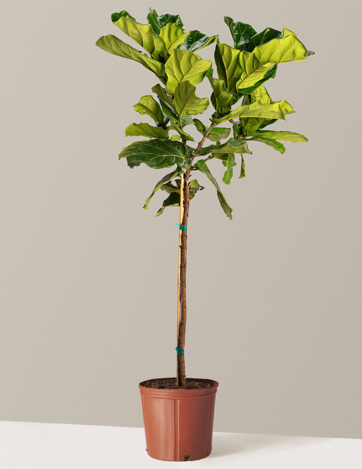 Fiddle Leaf Fig