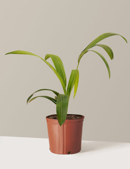 lipstick palm plants for sale Lipstick Palm