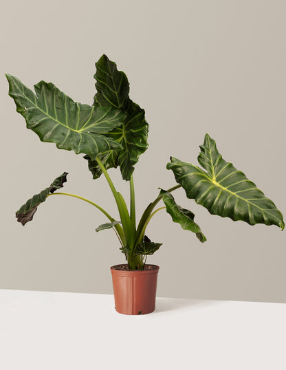 mayan mask elephant ear plant Mayan Mask Alocasia