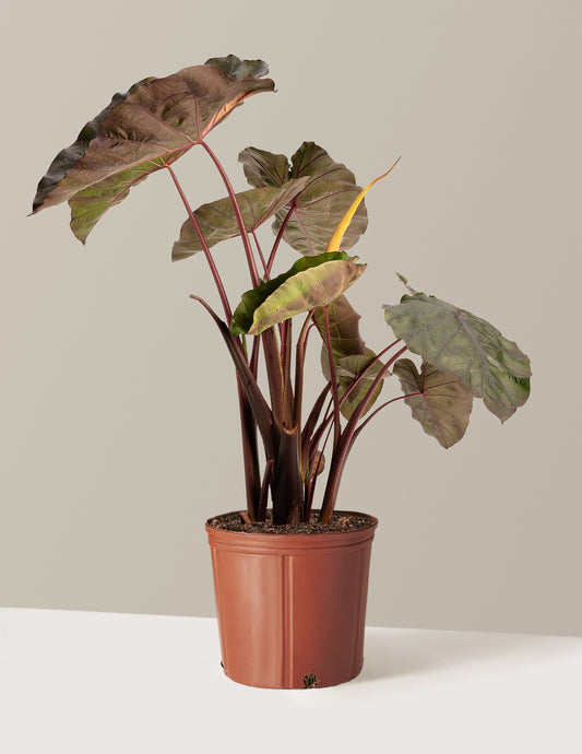 Redemption™ Colocasia