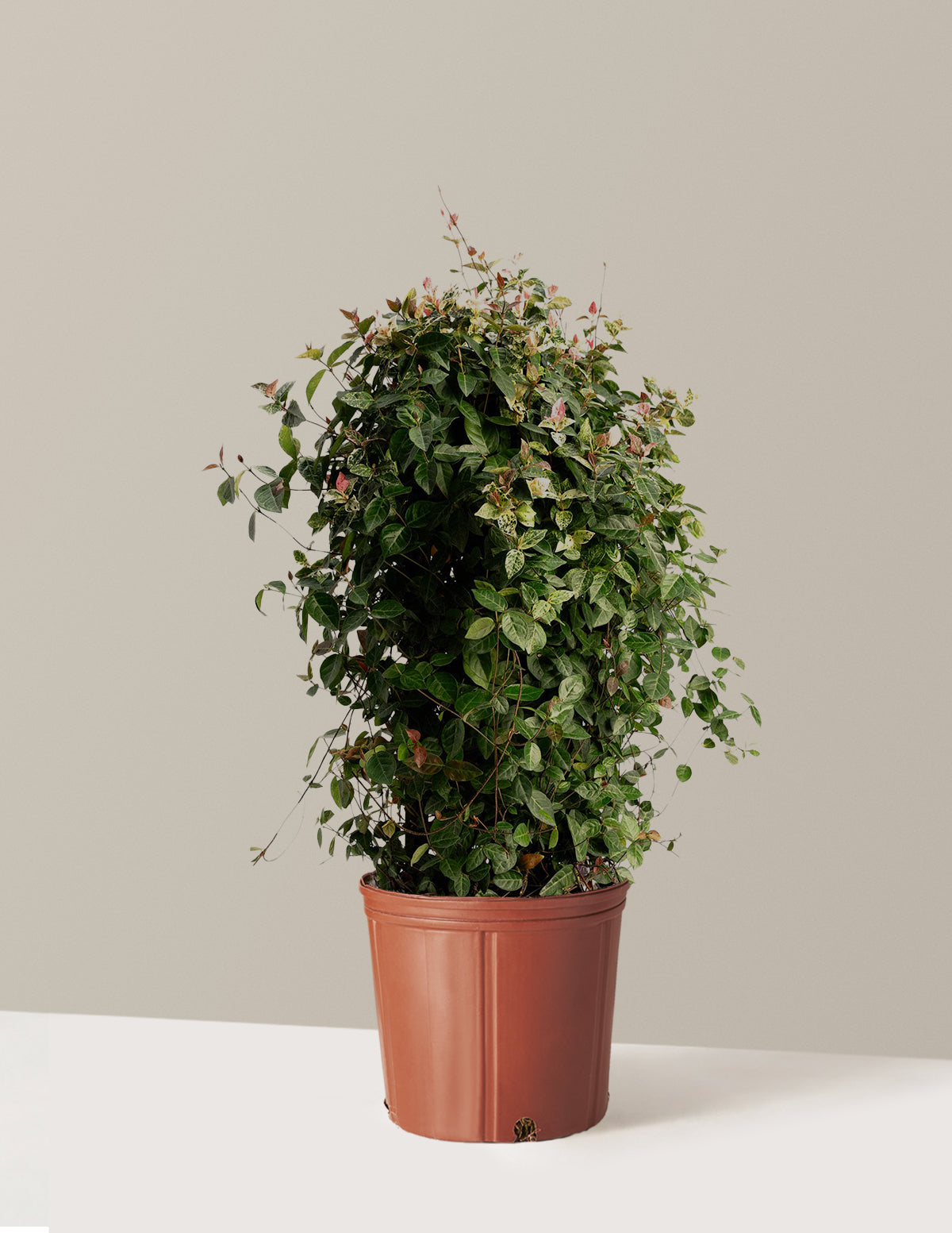 Snow-N-Summer™ Asiatic Jasmine