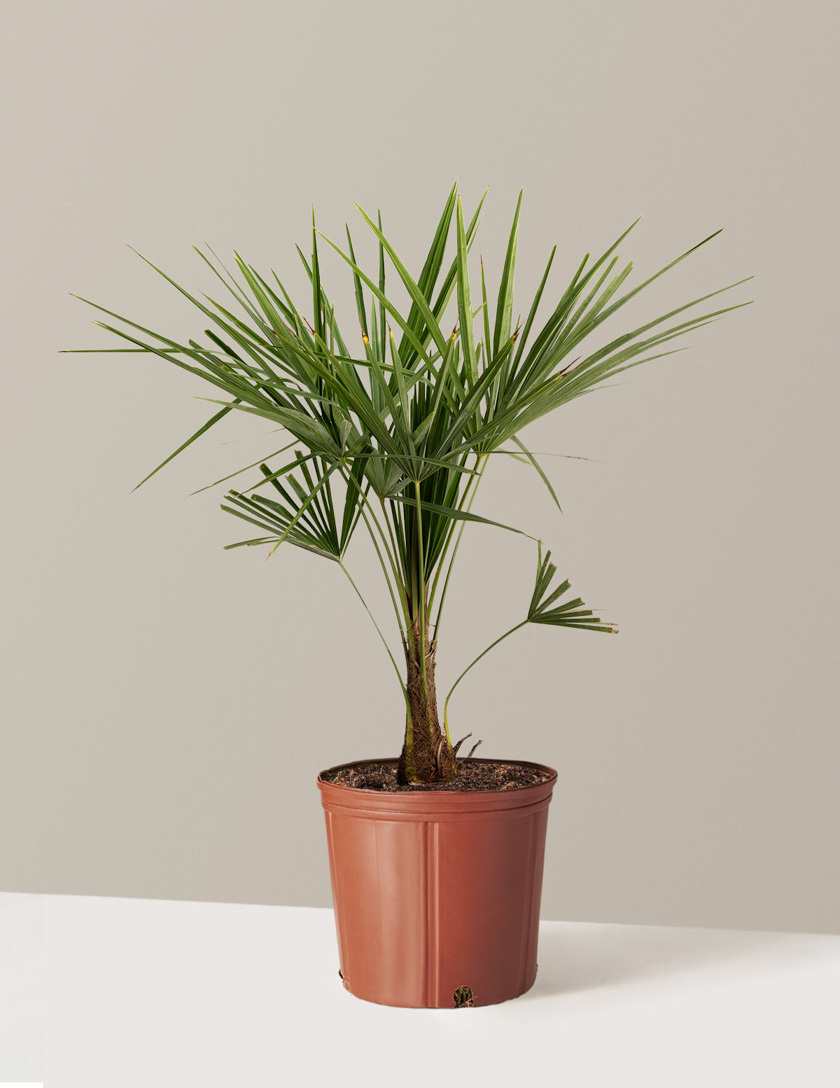 bundle | 3 Gallon | Grow Pot