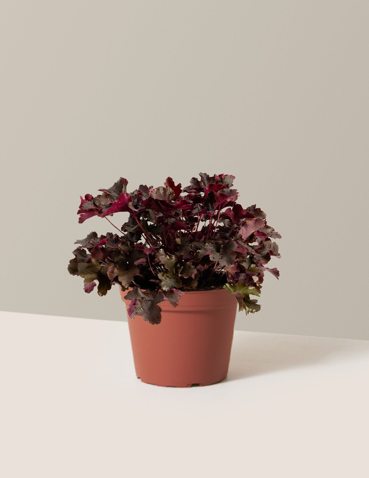 bundle | 1 Gallon - Single | Grow Pot