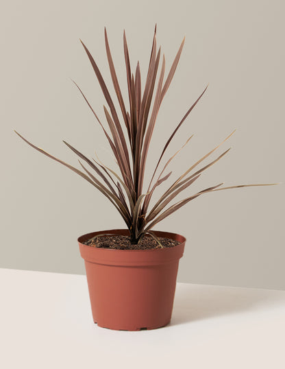 Bauer's Cordyline