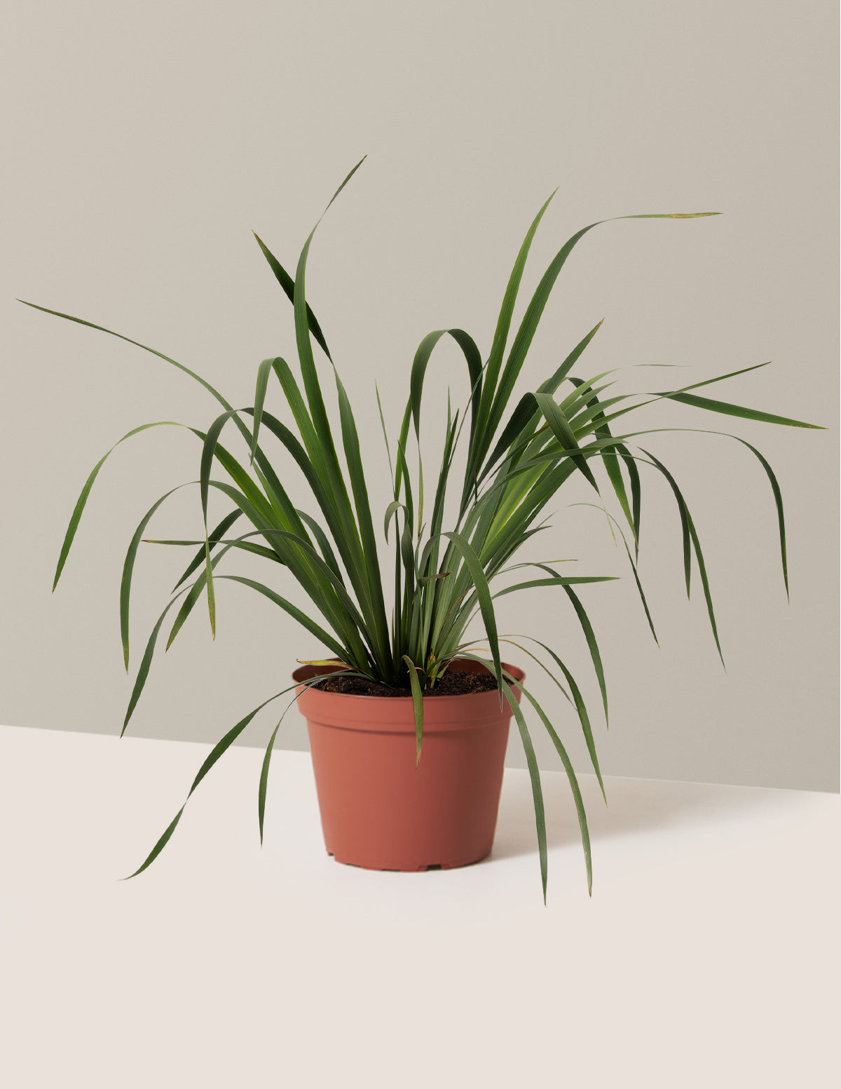 bundle | 1 Gallon - Single | Grow Pot
