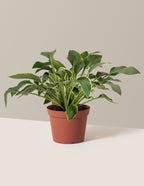bundle | 1 Gallon - Single | Grow Pot
