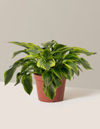 bundle | 1 Gallon - Single | Grow Pot