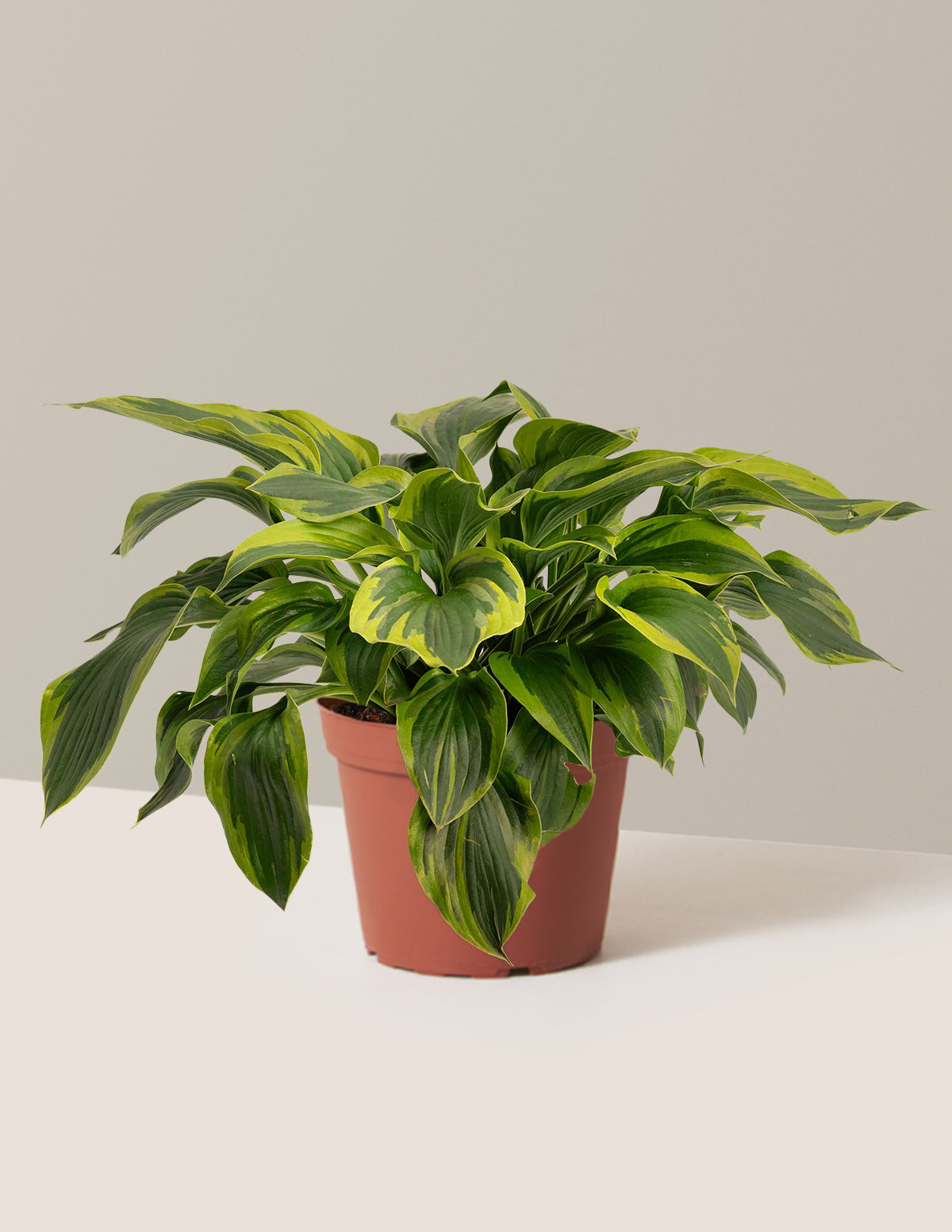 Green Patriot Hosta