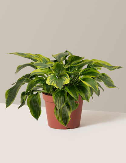 Green Patriot Hosta