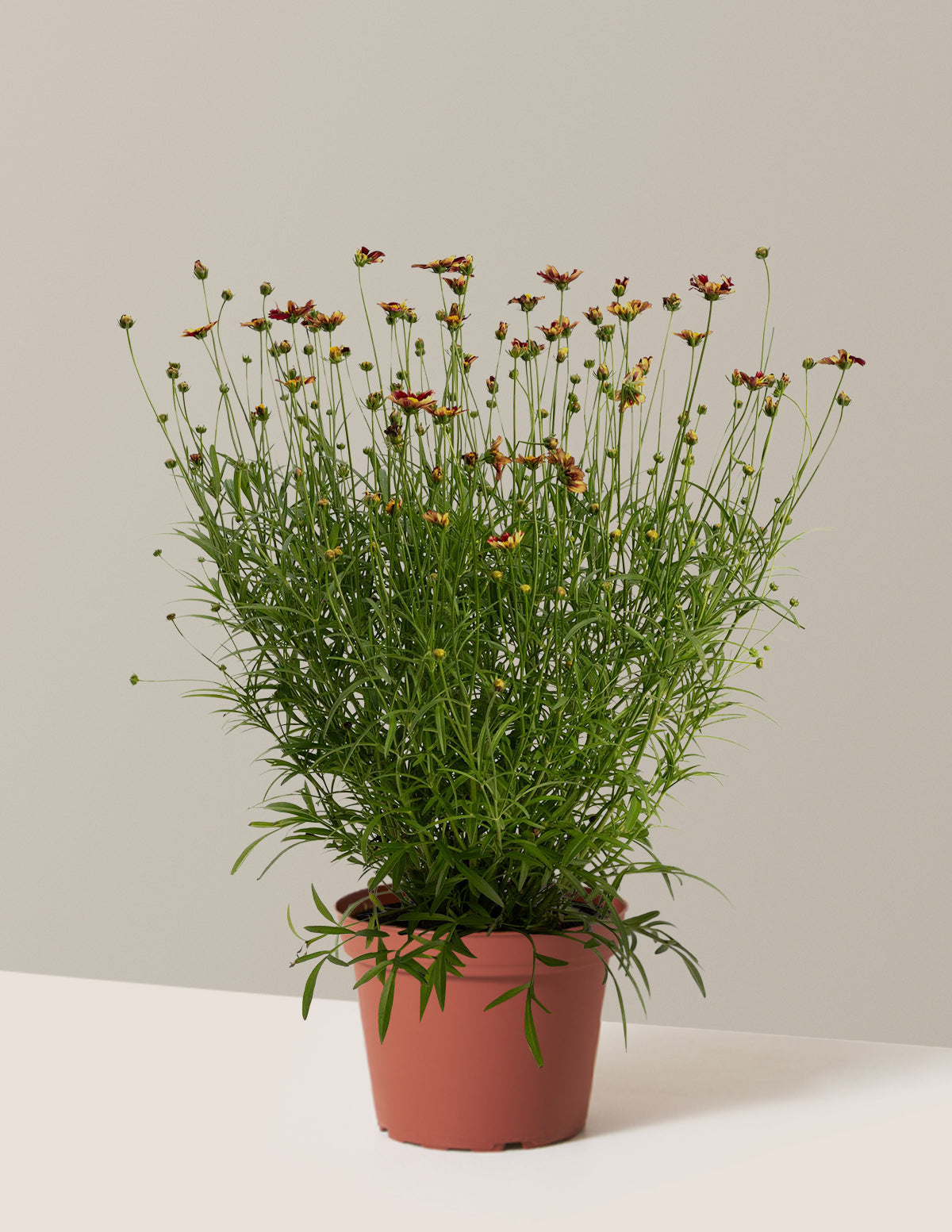Li'l Bang™ Red Elf Coreopsis