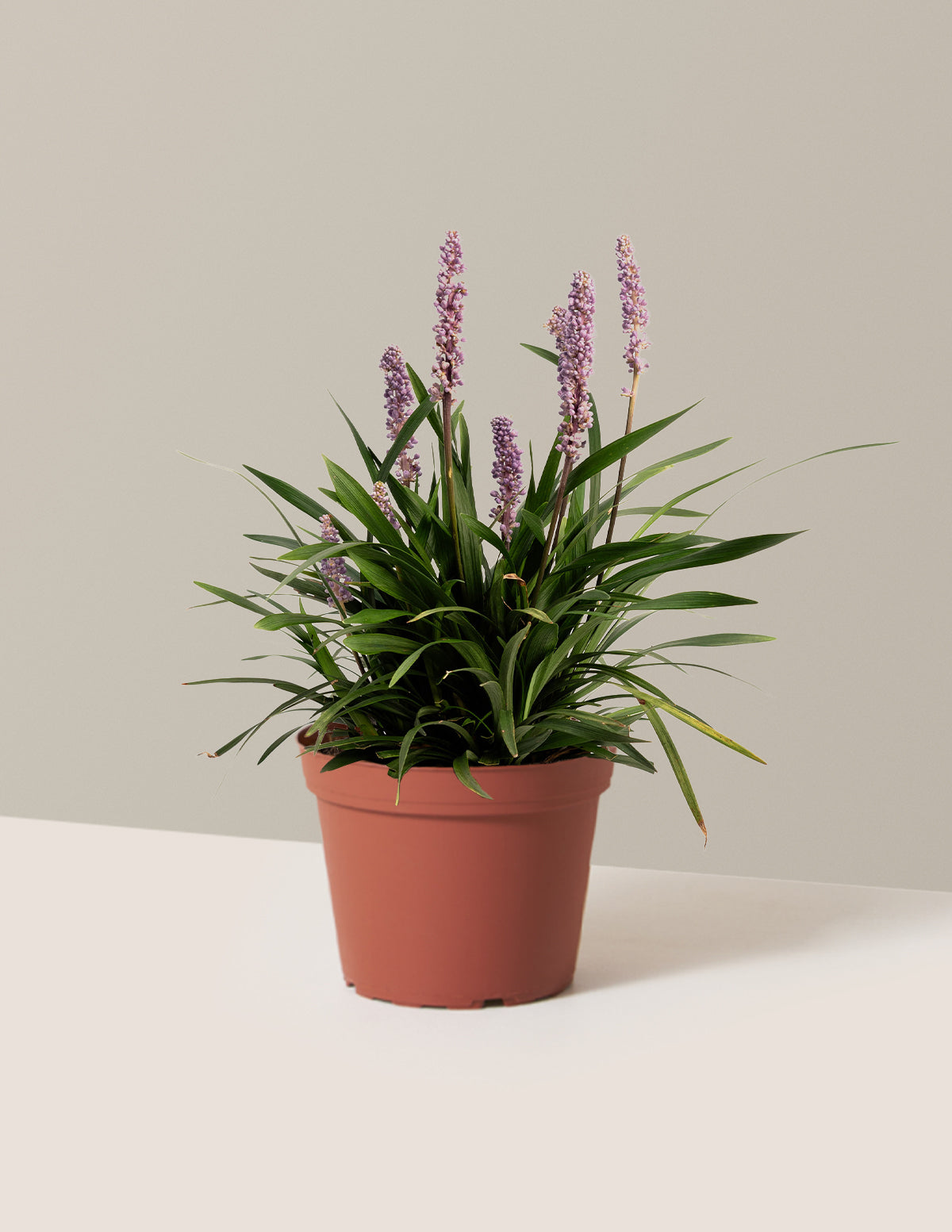 lilyturf indoor plant Purple Explosion™ Lilyturf