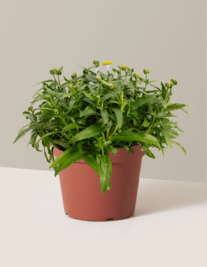 Shortstop™ Shasta Daisy
