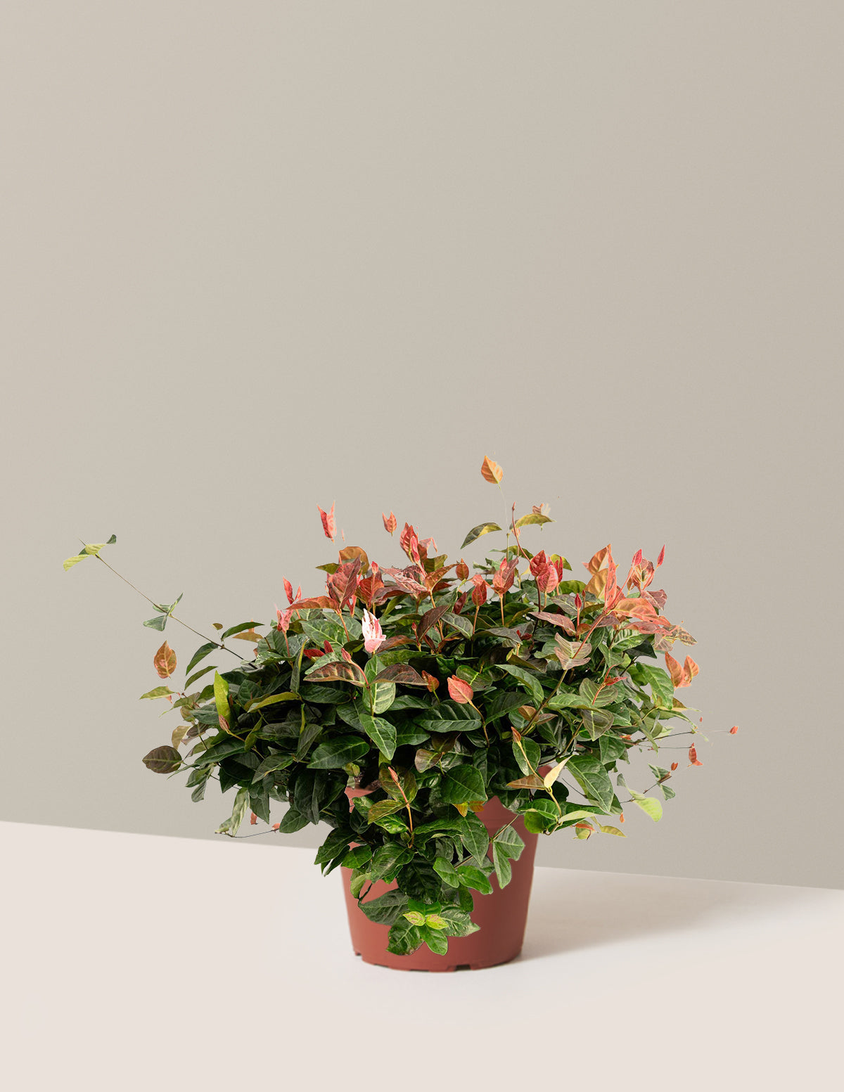 Snow-N-Summer™ Asiatic Jasmine