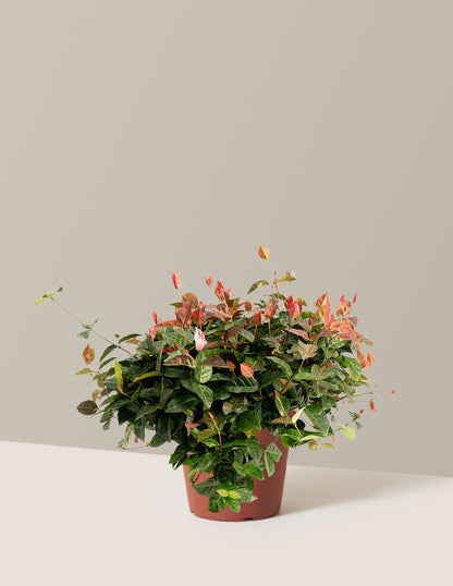Snow-N-Summer™ Asiatic Jasmine