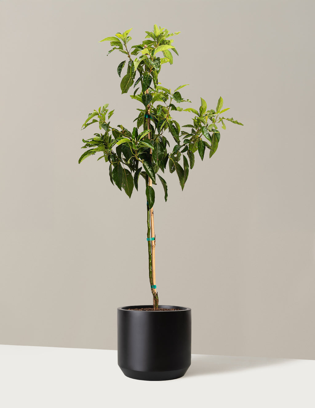 bundle | 2-3 ft. | Mexia | Black