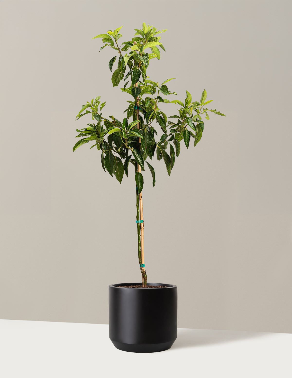 bundle | 2-3 ft. | Mexia | Black