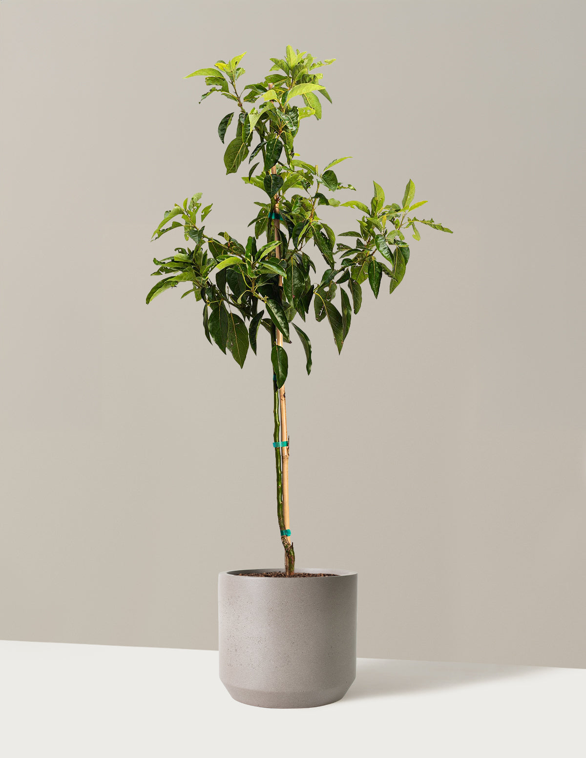 bundle | 2-3 ft. | Mexia | Cement Grey
