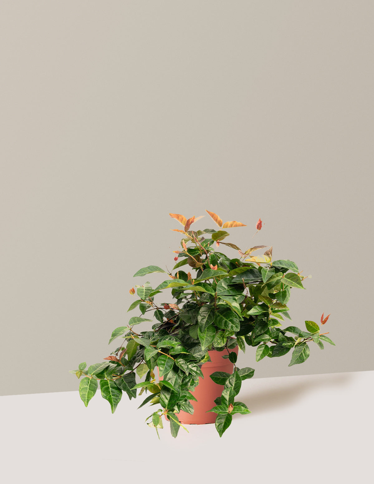 Snow-N-Summer™ Asiatic Jasmine