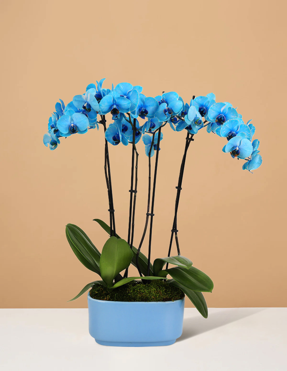 Large Double Orchid