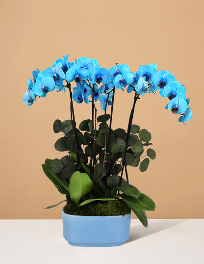 Large Double Orchid
