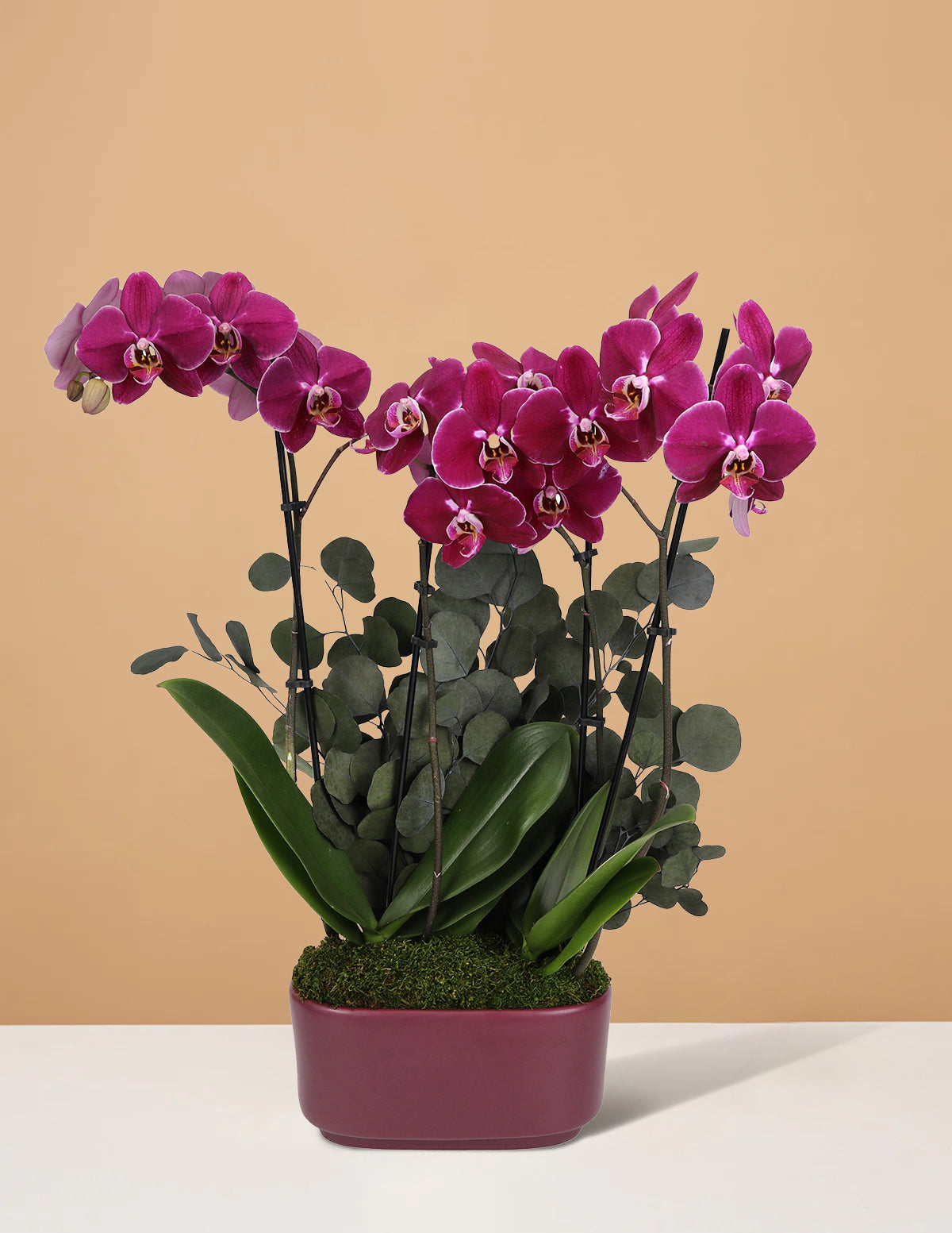 orchid plant pots large Large Double Orchid Houseplant - Purple Dark Purple Planter