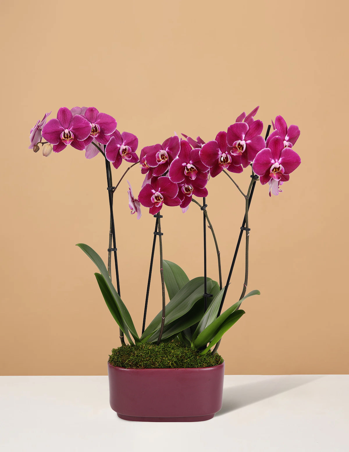 Large Double Orchid