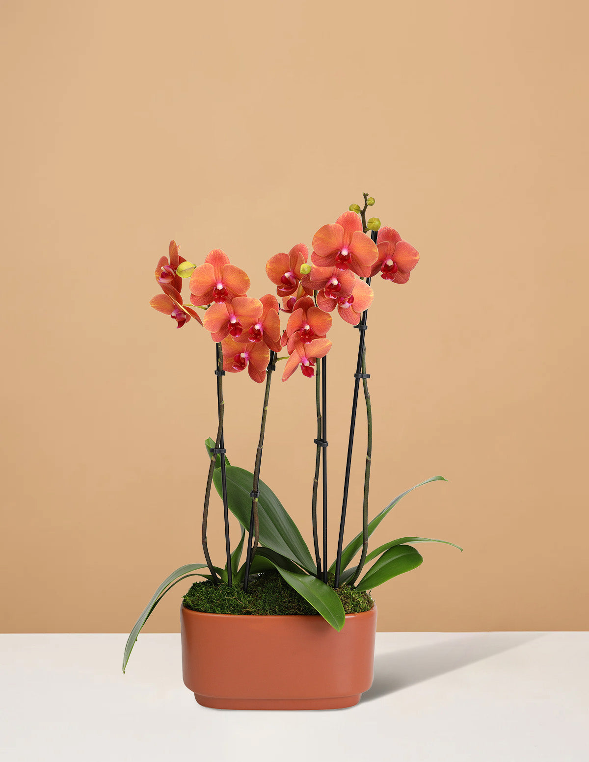 Large Double Orchid