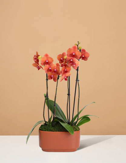 Large Double Orchid