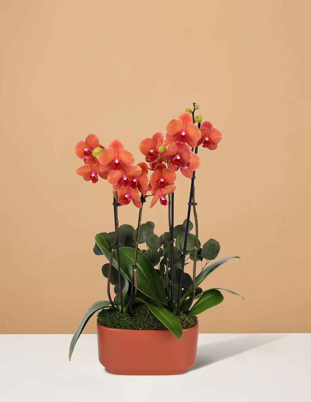 Large Double Orchid
