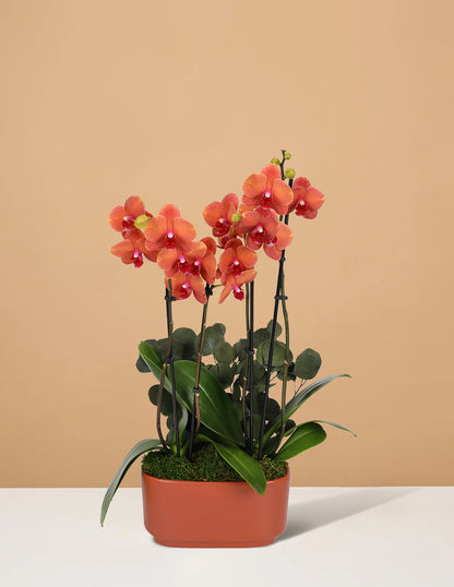 Large Double Orchid
