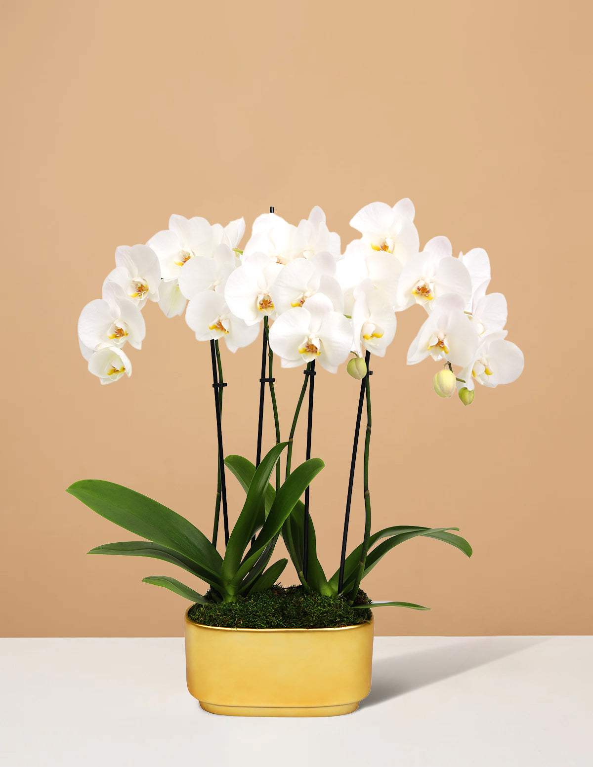 Large Double Orchid
