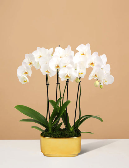 Large Double Orchid