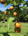 20th Century Asian Pear