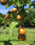 20th Century Asian Pear