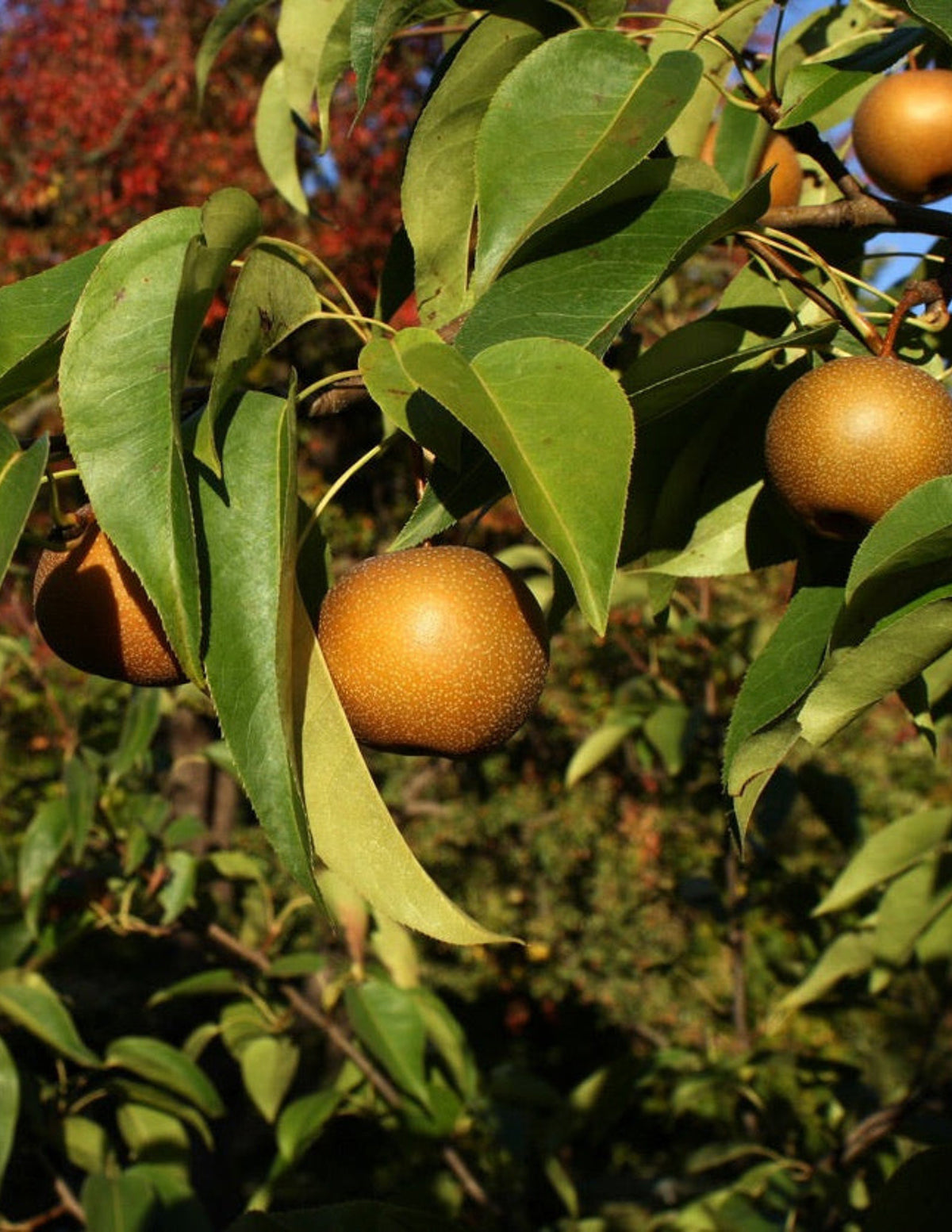 20th Century Asian Pear