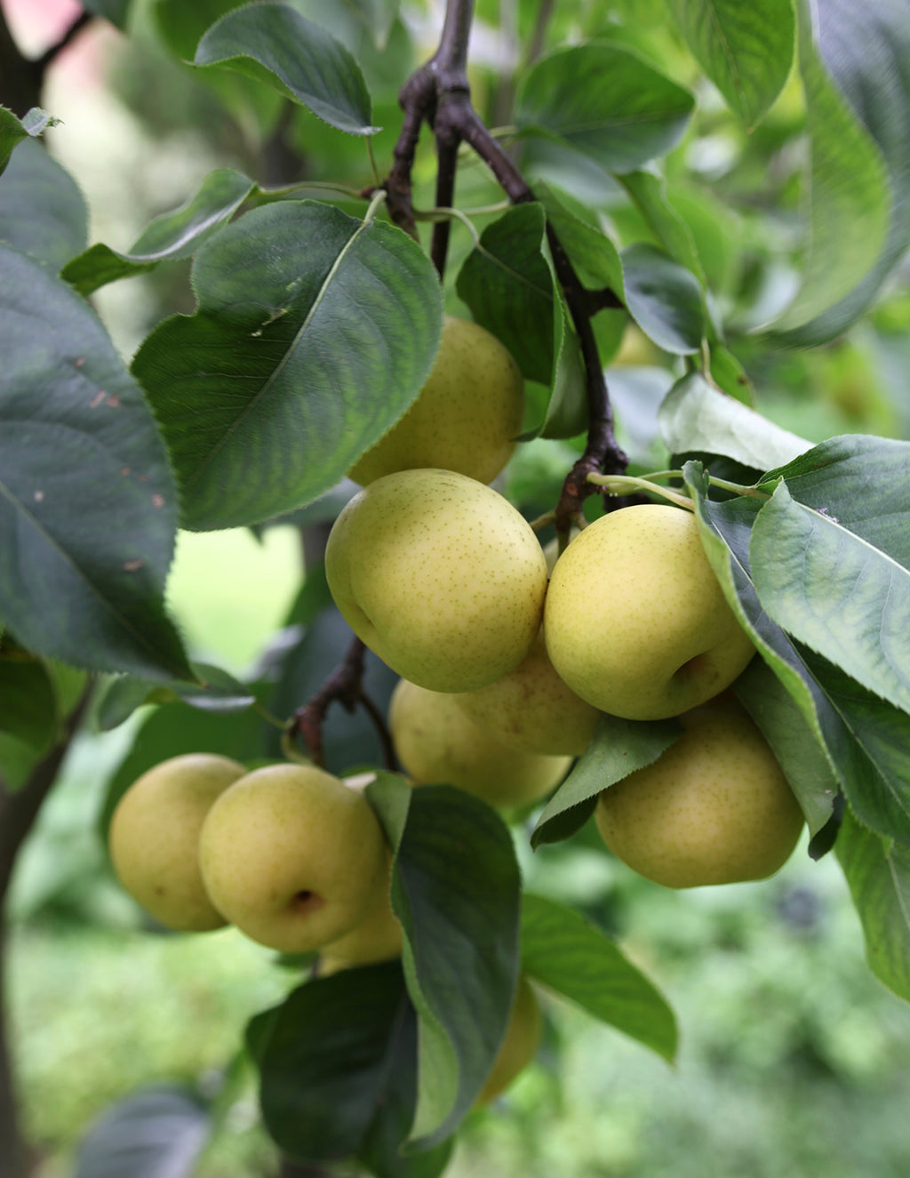 20th Century Asian Pear