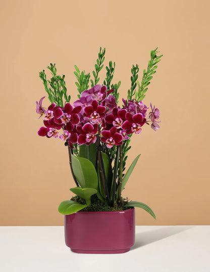 Small Double Orchid