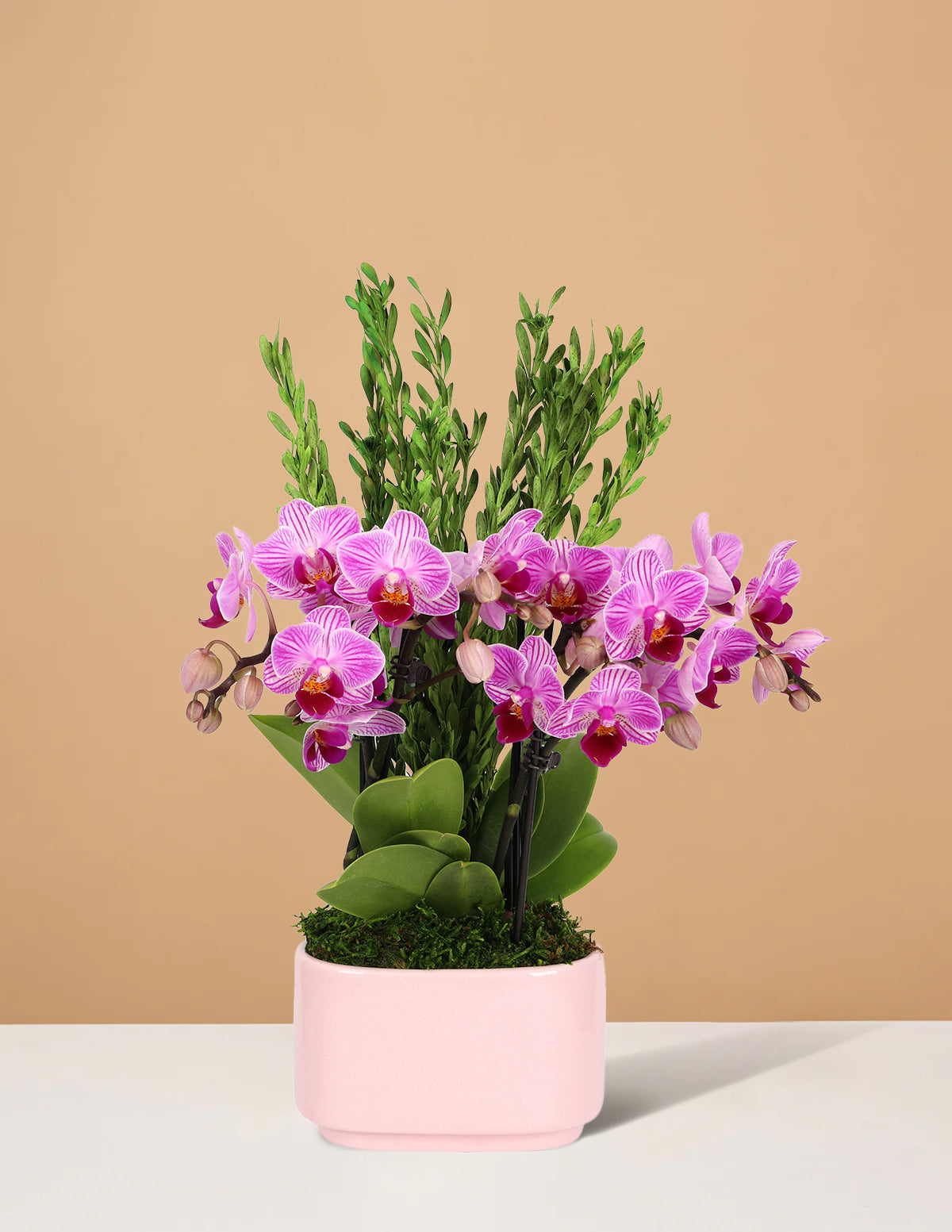 Small Double Orchid