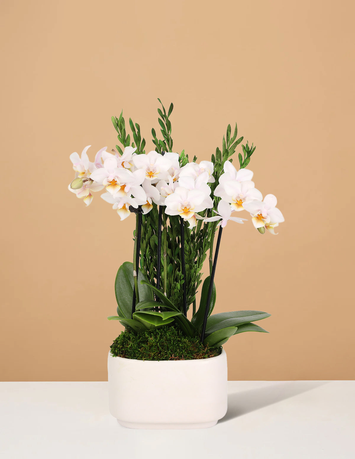 Small Double Orchid
