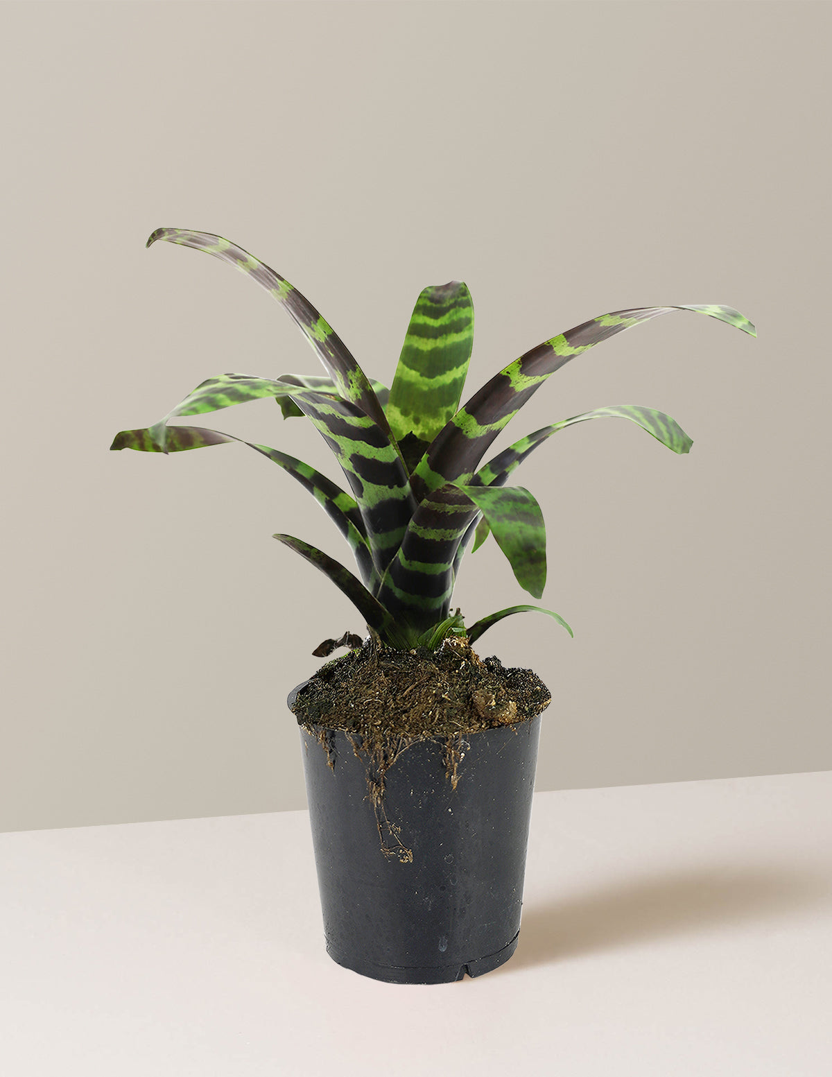 bundle | Small | Grow Pot