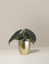 Alocasia Melo