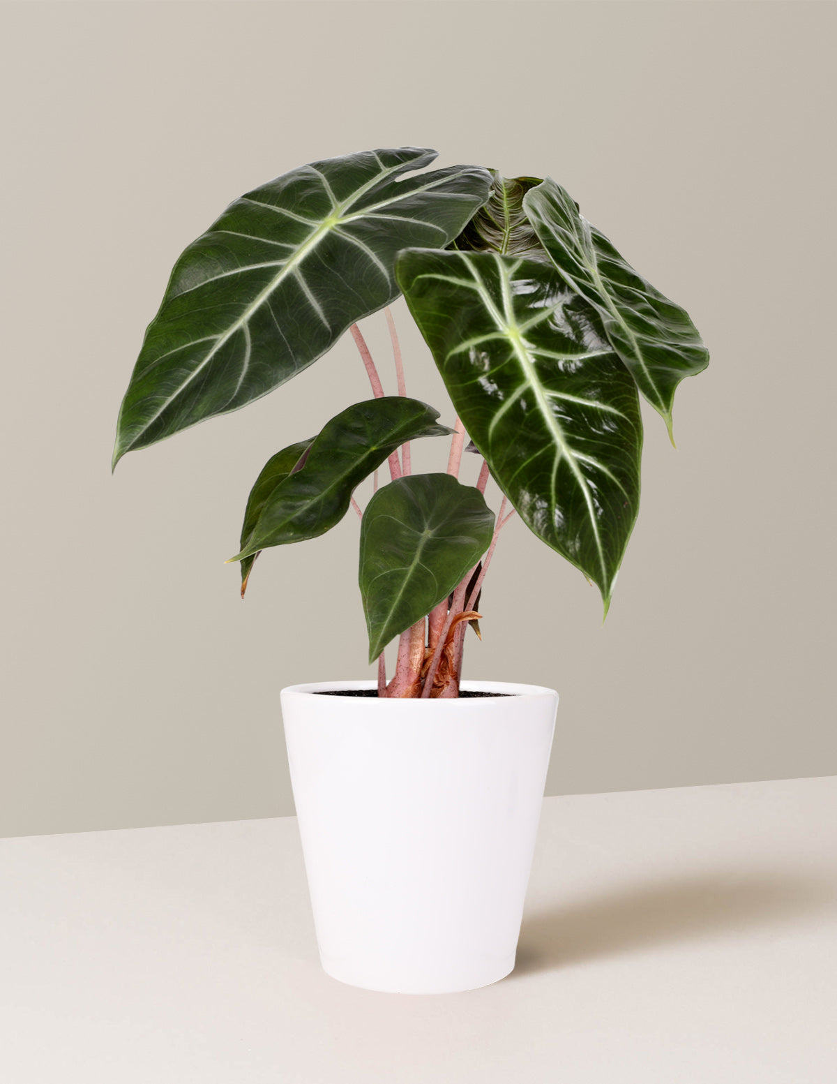 indoor plants alocasia Alocasia Pink Princess Houseplant with Planter - Small (3-6" tall) White Planter