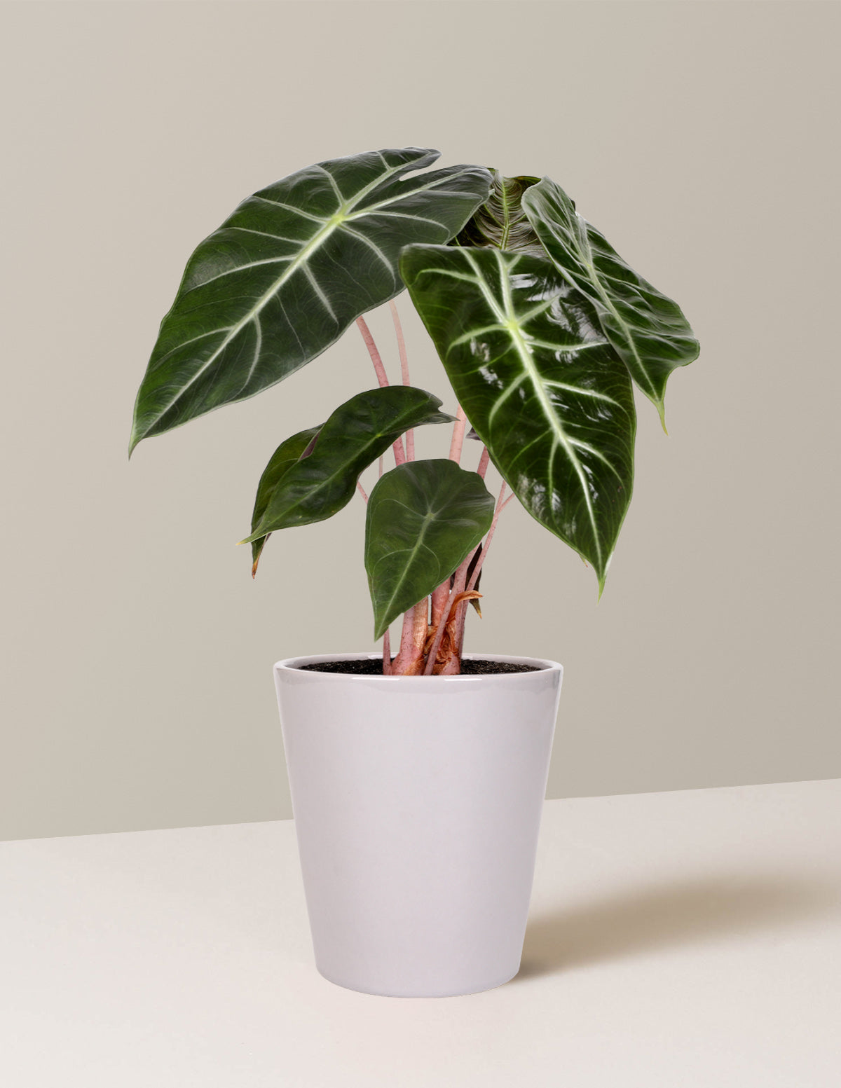 princess plant indoor Alocasia Pink Princess Houseplant with Planter - Small (3-6" tall) White Planter