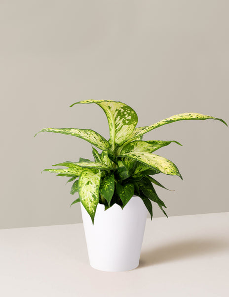 dieffenbachia star white Dieffenbachia Star Bright | Tropical Trailing Plants & Houseplants for  Delivery