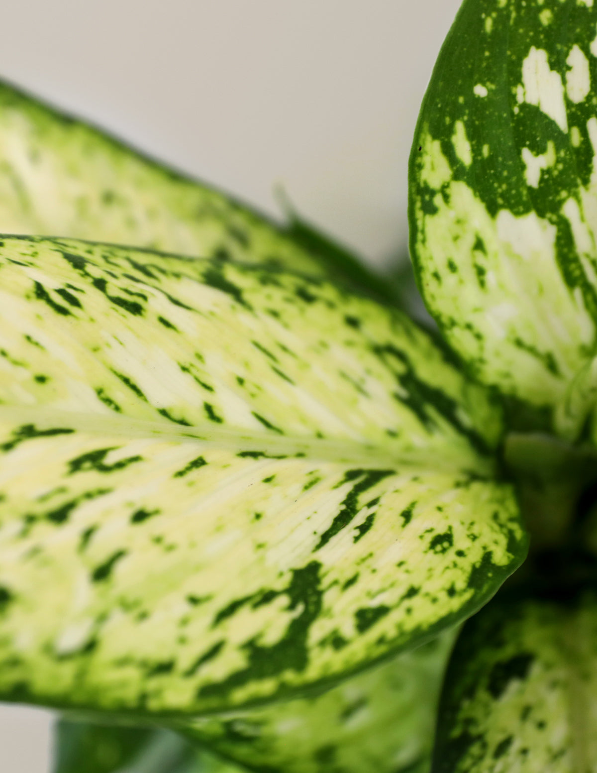 dieffenbachia name origin Dieffenbachia Star Bright